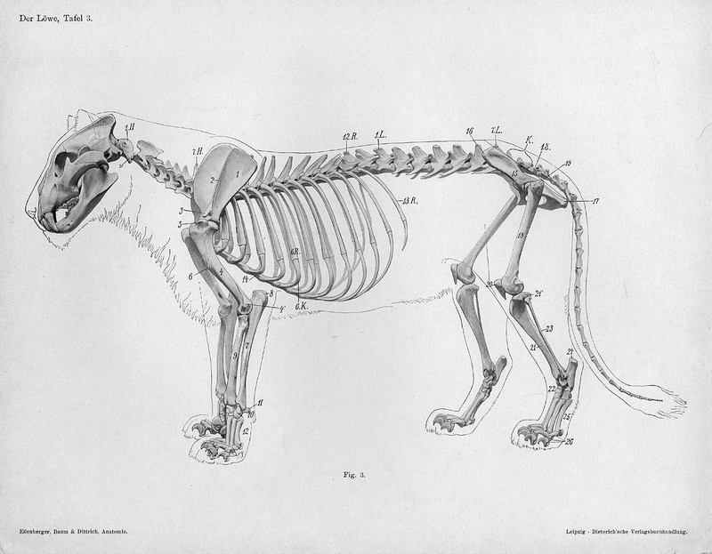 Illustration for article titled Lose Yourself In The Gorgeous Anatomical Drawings of Hermann Dittrich